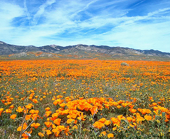 A field of Califoria poppies.